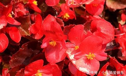 玻璃|家庭版玻璃海棠好养,但施肥需要注意几点