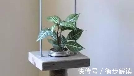 除了花盆之外,这些东西也是绝佳的养花神器,你用过吗?