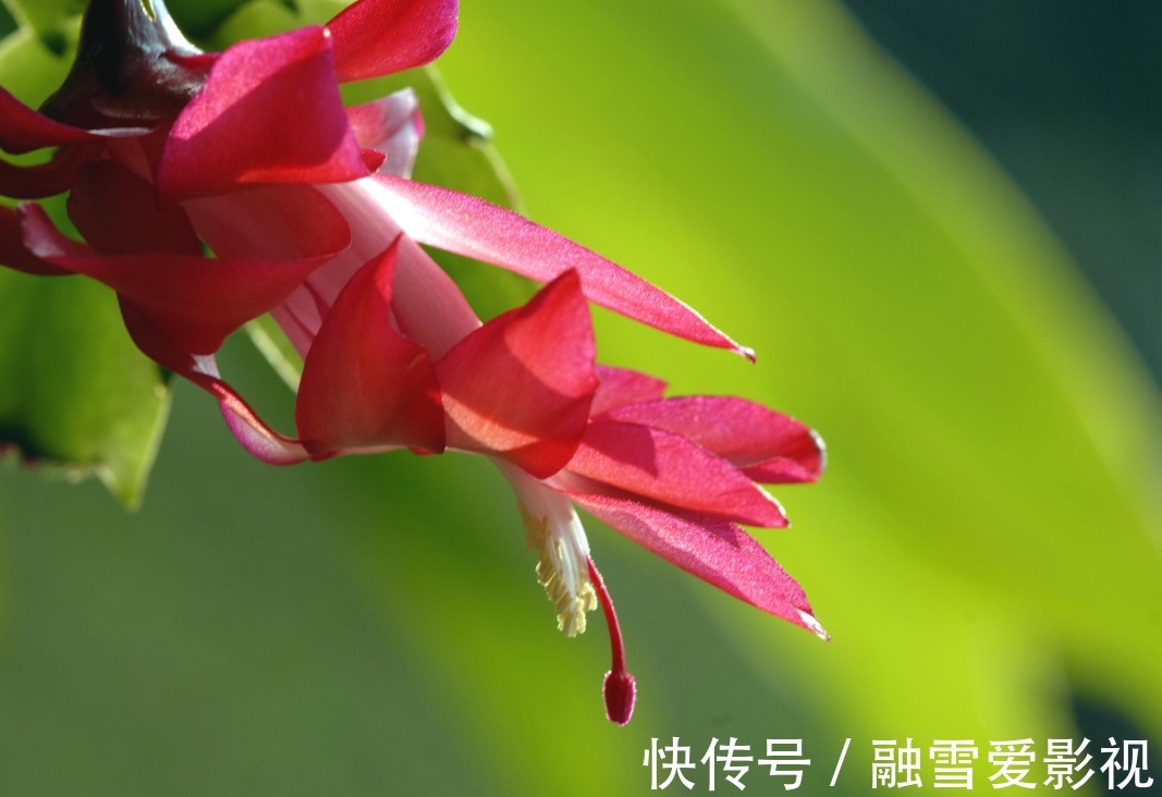 家里要是有集中化，春天之后抓紧时间修剪，不然会影响第二年开花