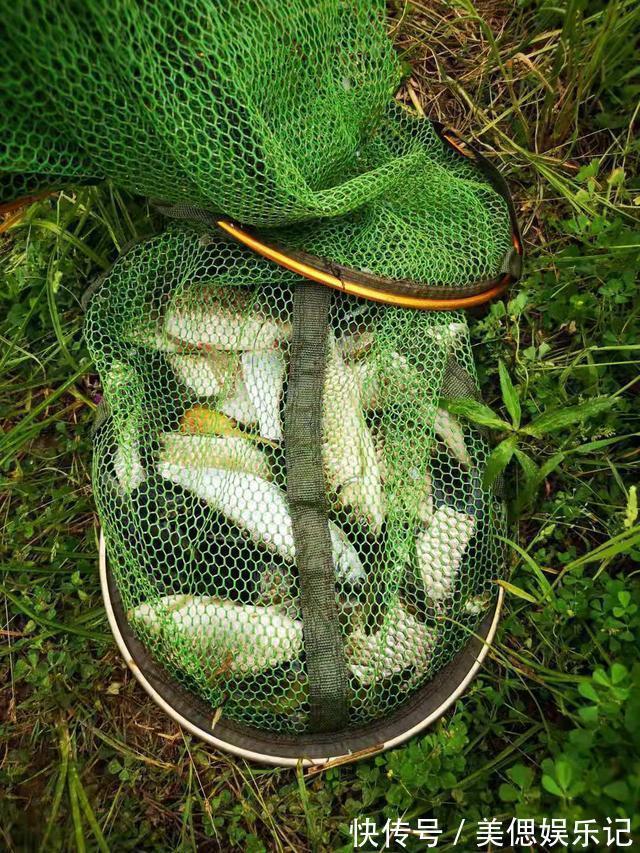 初夏钓大板鲫攻略,产完卵会去这几个地方,用对方法爆护不难