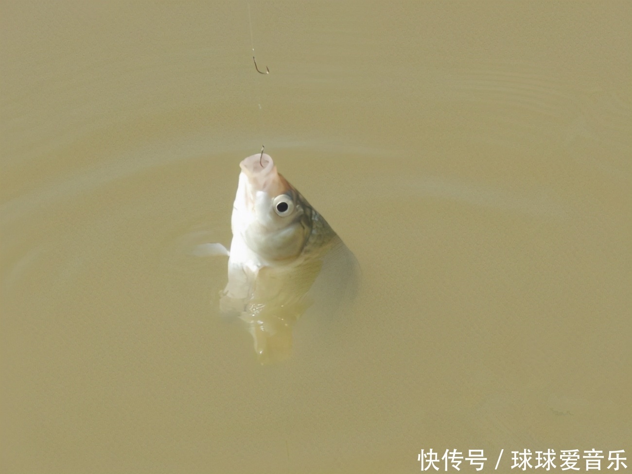 春钓不上鱼，除了温度变化无常，这五个误区，也功不可没