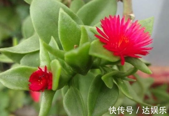 喜欢养花,不如养盆鸡冠花,养花就养花朵大的,花开色彩艳丽