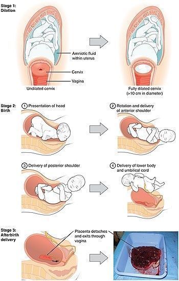 妈妈|顺产明明是最高级别的痛,为何妈妈都能撑过去?原来身体如此奇妙