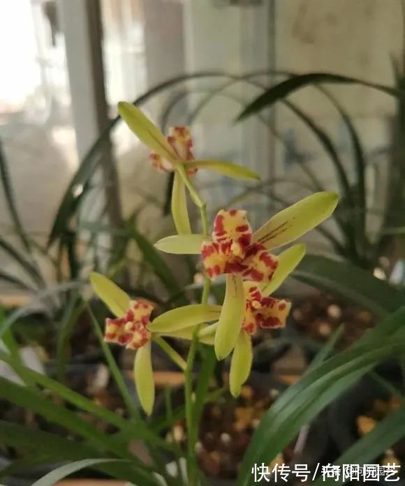 兰花有哪些种类?分“2大类”,“3大生”,共有3000个品种