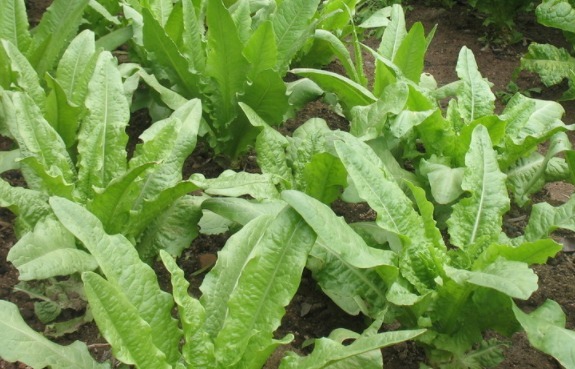 女性|多吃这3种蔬菜,让女性皮肤红润光泽,大部分人还不知道,早吃早受益