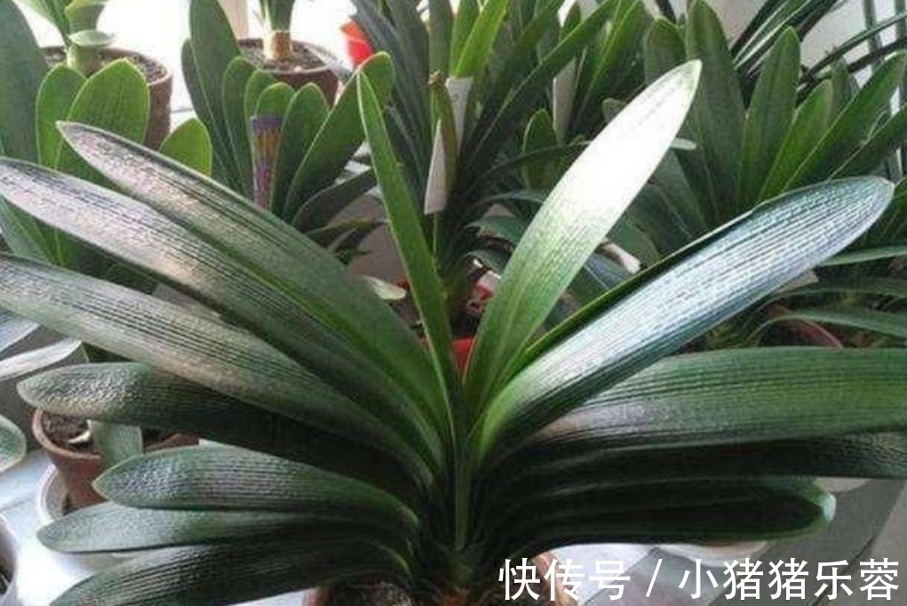 夏天|天热了,5种花已经“休眠”,切记不能频繁浇水