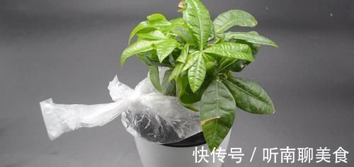 家里有养花的抓紧看看，学会这招，不烂根不生虫，花草越长越茂盛