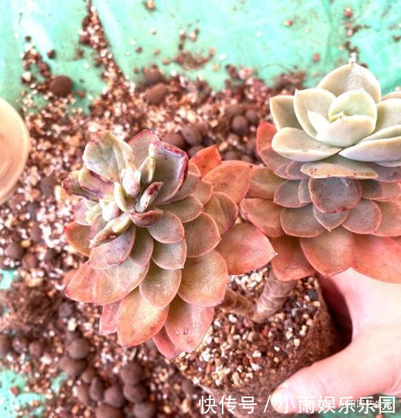 光照强度|多肉单靠晒,能把叶子晒红吗?光照很有用,重点在合理利用