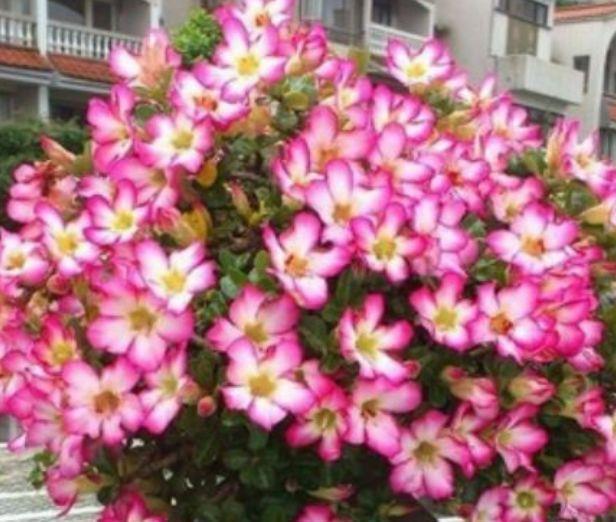 适合室内的花卉,便宜又好养,净化空气去除异味,香飘满屋