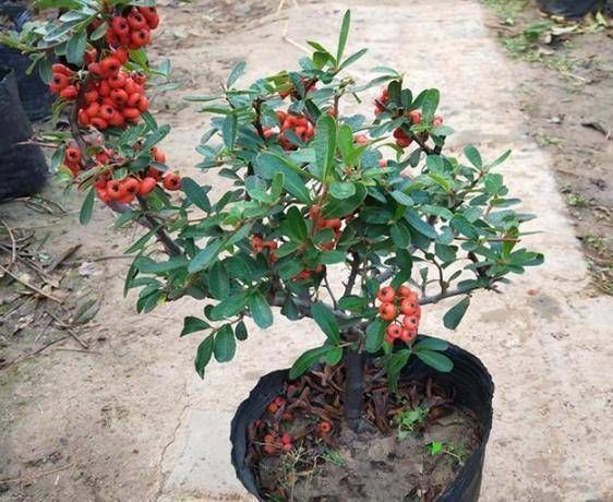 很贵的“3种树”,不想买就扦插,1根枝条扔盆里,16天生根冒芽