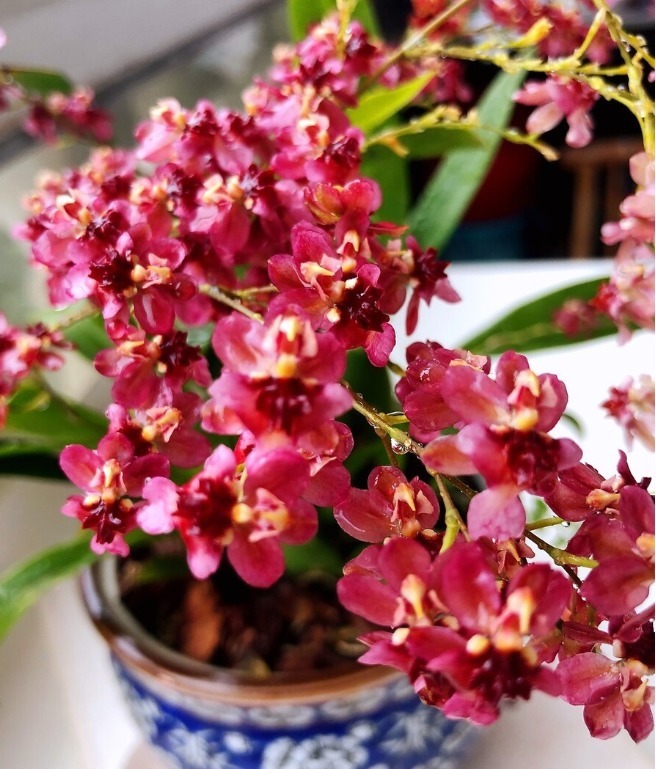 天气转暖,建议少买4种花,观花时间短不说,还难度夏