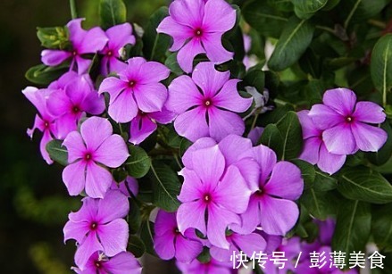 它,一年开花300天,比绿萝好养,比太阳花好看,新手也能养爆盆