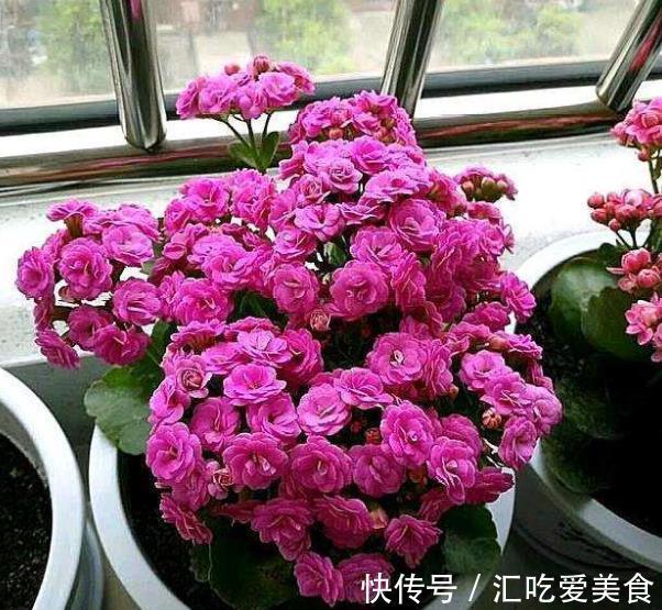 长寿花常年开花少?老花匠教你两招,花苞“呼呼长”,轻松开爆盆