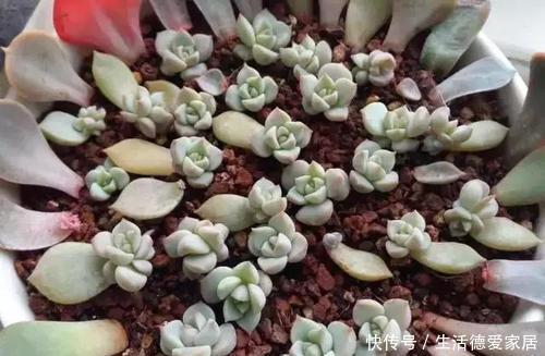 扦插成活|3种漂亮花,一根枝条插一盆,一盆变多盆,养成小花园!