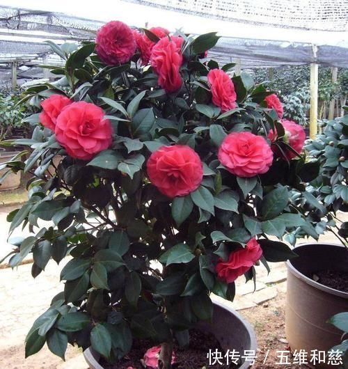 养好茶花,别选错土壤,不然茶花就没有然后了