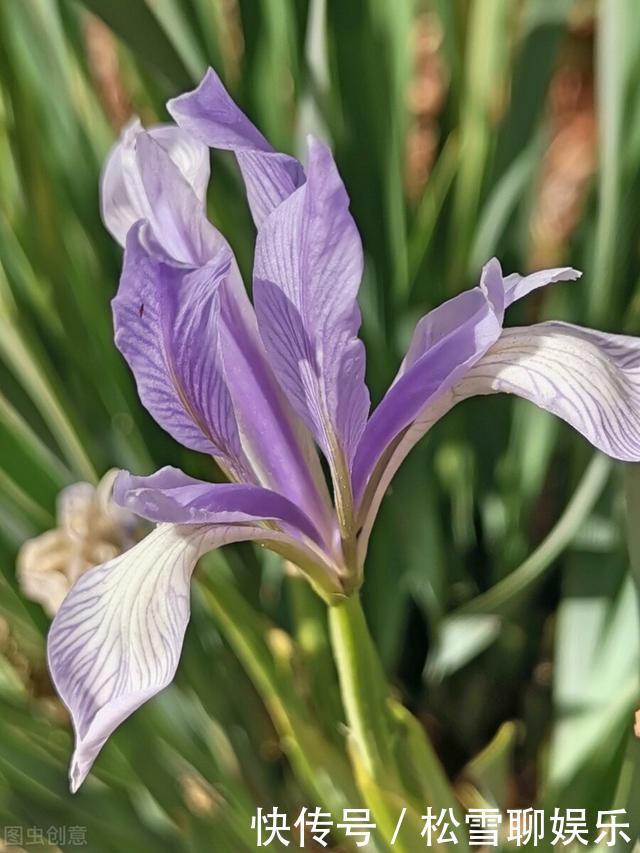 若有幸在路边看到马蔺花,请别犹豫,尽快移植回家,观赏价值高