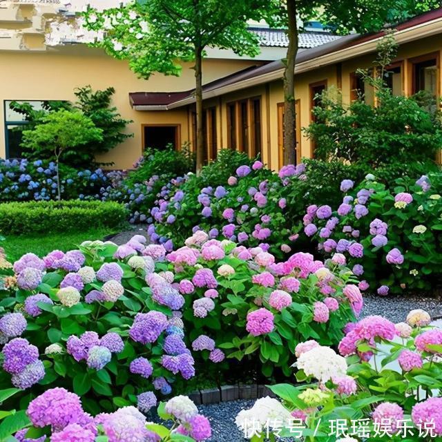 家有小院？养几种“不死花”，从来不用管，花开一片，延绵不断