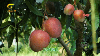 百岁老人用食盐刷牙,满口牙齿都是原装,啃起鸡脚毫不费力