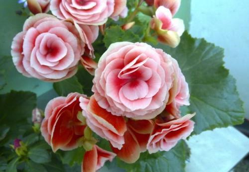 开花|4种耐阴花,现在养一盆正当时,花色艳丽,新手也会养!