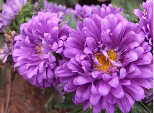 4种花漂亮又好养,花期超长又漂亮,一开就停不下来