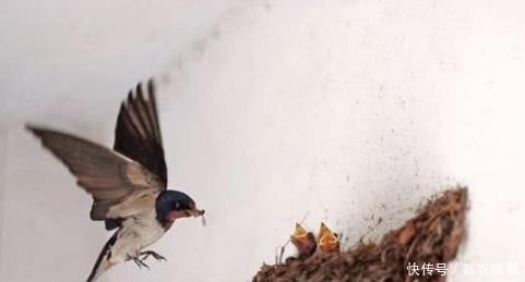 农村|农村俗语“四喜不请自来,家中能人辈出”,你知哪四喜吗?