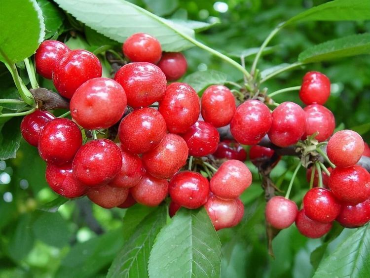 棒棒哒|长寿老人爱吃3种食物，美容养颜、延缓衰老，身体棒棒哒！