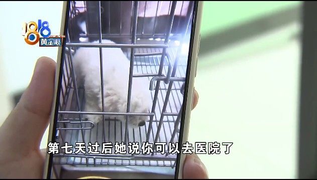 姑娘|“感冒”查出得犬瘟，姑娘在意“时间点”