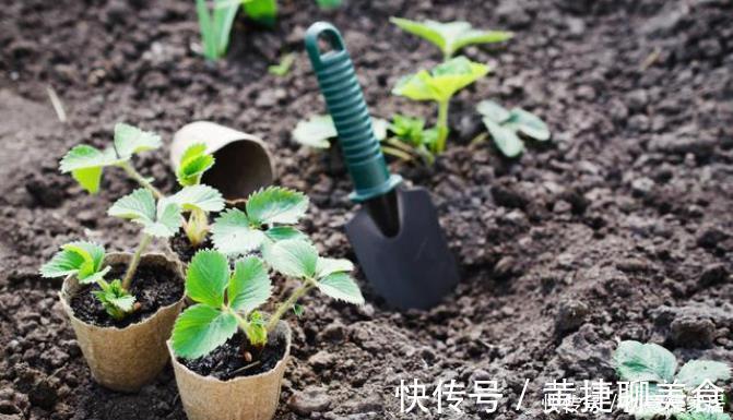 养花|养花最怕4种土,半年变空盆,要是用这些土种花,赶紧换