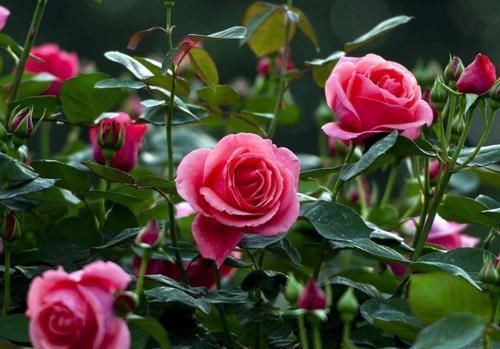 月季花开谢后，做好这件事，花苞越开越多