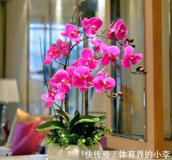 学会一个小技巧,蝴蝶兰不黄叶烂根,猛长新根花开一串串