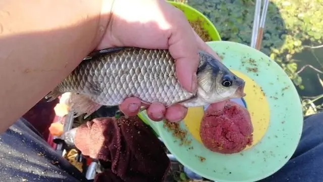 漂相|钓鲫鱼出现这七种漂相,都是鱼口,一抓一个准