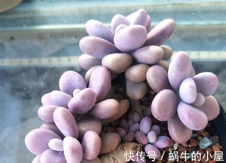 多肉品种何其多,唯有桃蛋是最爱