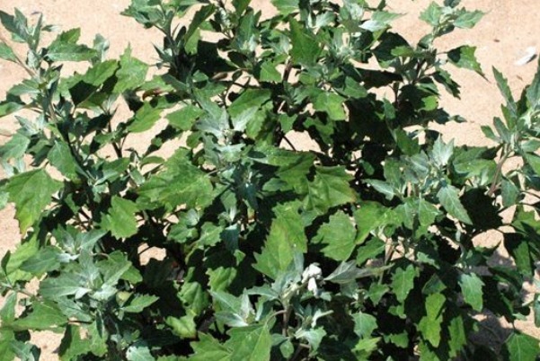 吸收率|农村人的天然钙片除了排毒消炎补钙，还有许多好处，吃到就是赚到