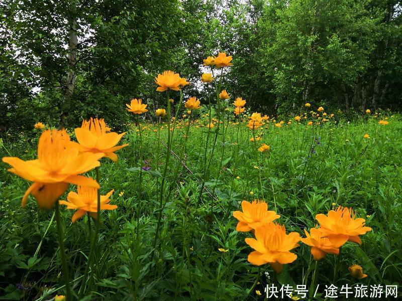 美丽的锡林郭勒大草原，最纯正的蒙元文化，最原始的游牧牧场