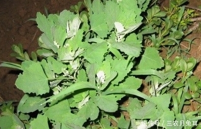 不知|农村街边常见的一种野草,不知其药用和营养价值极高,一斤卖20