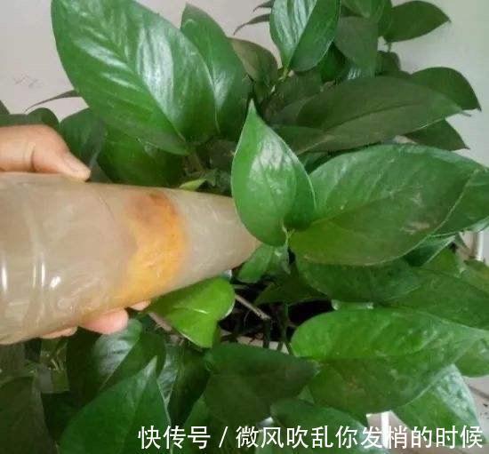 阳台养花“6大错”,错了一个就黄叶,都占了就是“养花杀手”