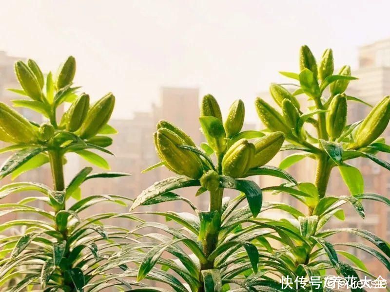 花苞|天热了，20种花最怕浇水，浇得越多，死得越快