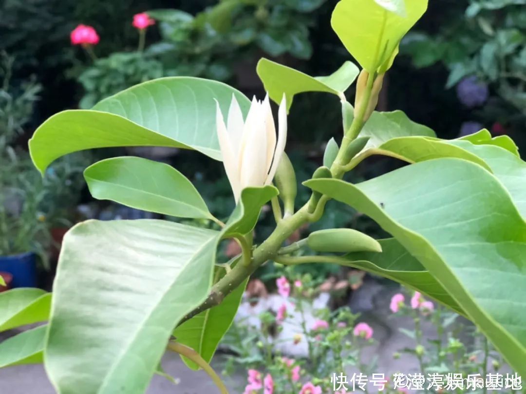 10种花爱喝醋,浇水加点酸,叶子油亮爱开花!