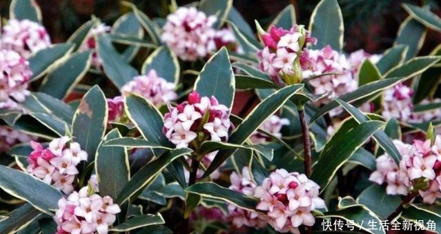 春季养金边瑞香,三点主要养护别疏忽,新叶生长快,根系更健壮!