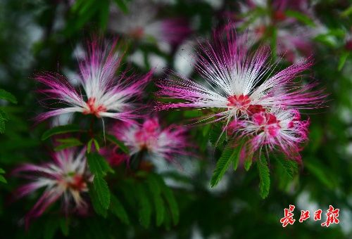 7月 這些花開得好熱鬧 中國熱點