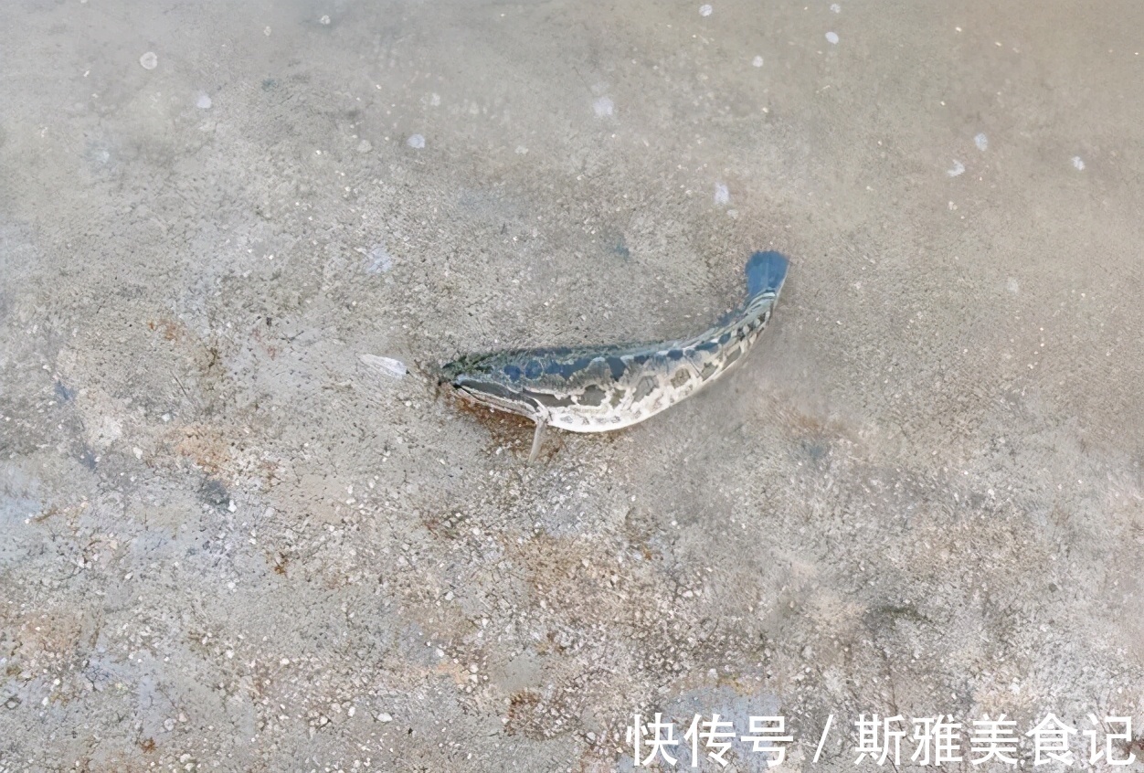 广东|广东一水库黑鱼“大爆发”，老大爷：有人倒了十几车