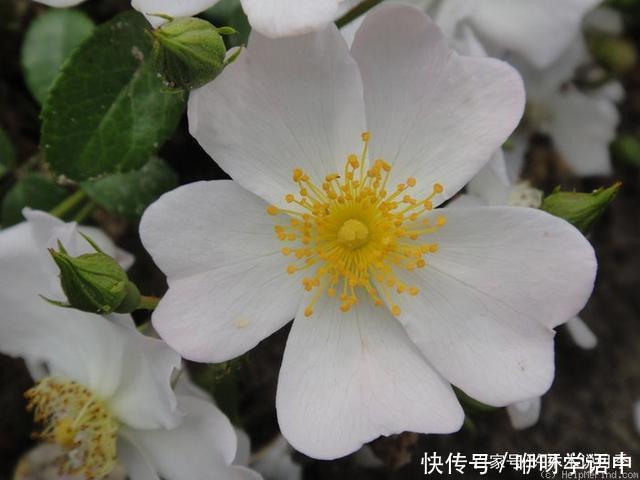 粉色|5款唯美粉色月季。美人如玉粉妆琢，粉色娇羞白如雪。抗病好养