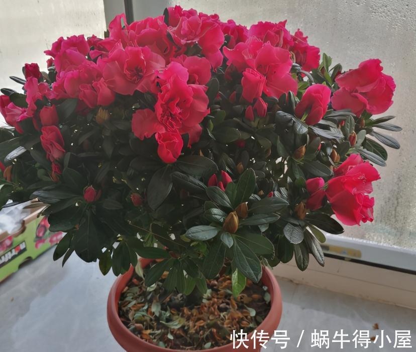 修枝|养花什么时候动手修枝好?遇上这3种情况,早下手早受益
