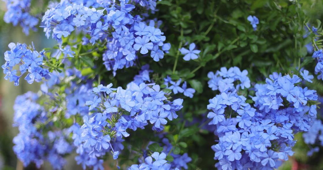 建议大家:逛花市碰到5种花,别犹豫,虽然便宜但巨好养