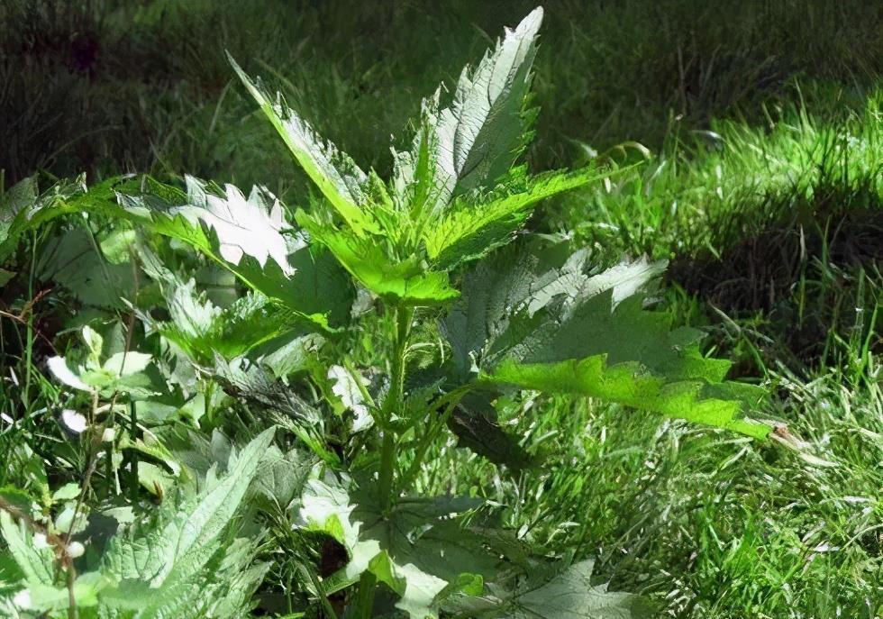 剧毒|家门口5种杂草，赶紧铲掉别大意，不然惹出大麻烦，你家有吗？