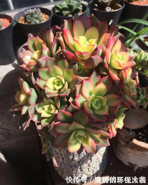 这三种多肉是多肉中的小强,一生只用买一次,出了状态照样美