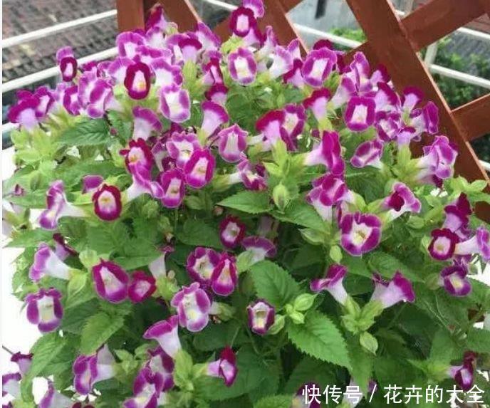 种花|4种花很好养,耐热耐晒更耐旱,比吊兰好养,你养了吗