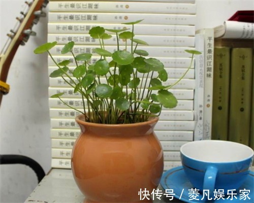 妙招|铜钱草叶子不圆润教你养护铜钱草的3个妙招，叶子爆盆还美观