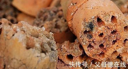 君子兰|11月养君子兰,一种渣扔盆里,浇上1种水,叶绿花更艳