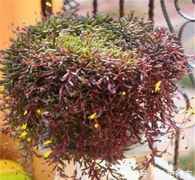 “吊着养”的多肉,不要控养撒欢长,千珠万珠垂落,阳台一片好景!